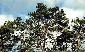 arb.jpg (60684 octets)
